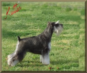 Kutter: SIRE to litter